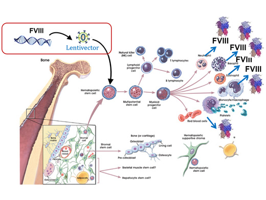 Lentiviral approach