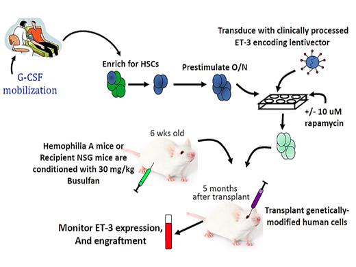 Lentiviral approach